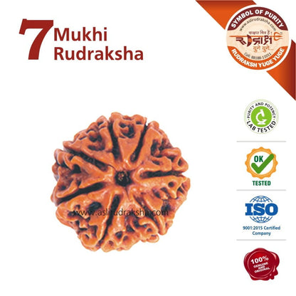 7 Mukhi Rudraksha Silver Capped Pendant