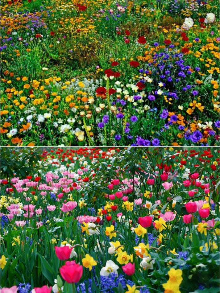 BlossomBloom™️ (Pack of 100 Seeds)