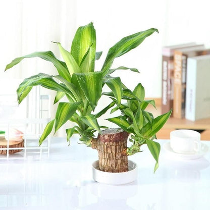 BlessLeaf™️ Lucky Brazil Wood Potted Plant