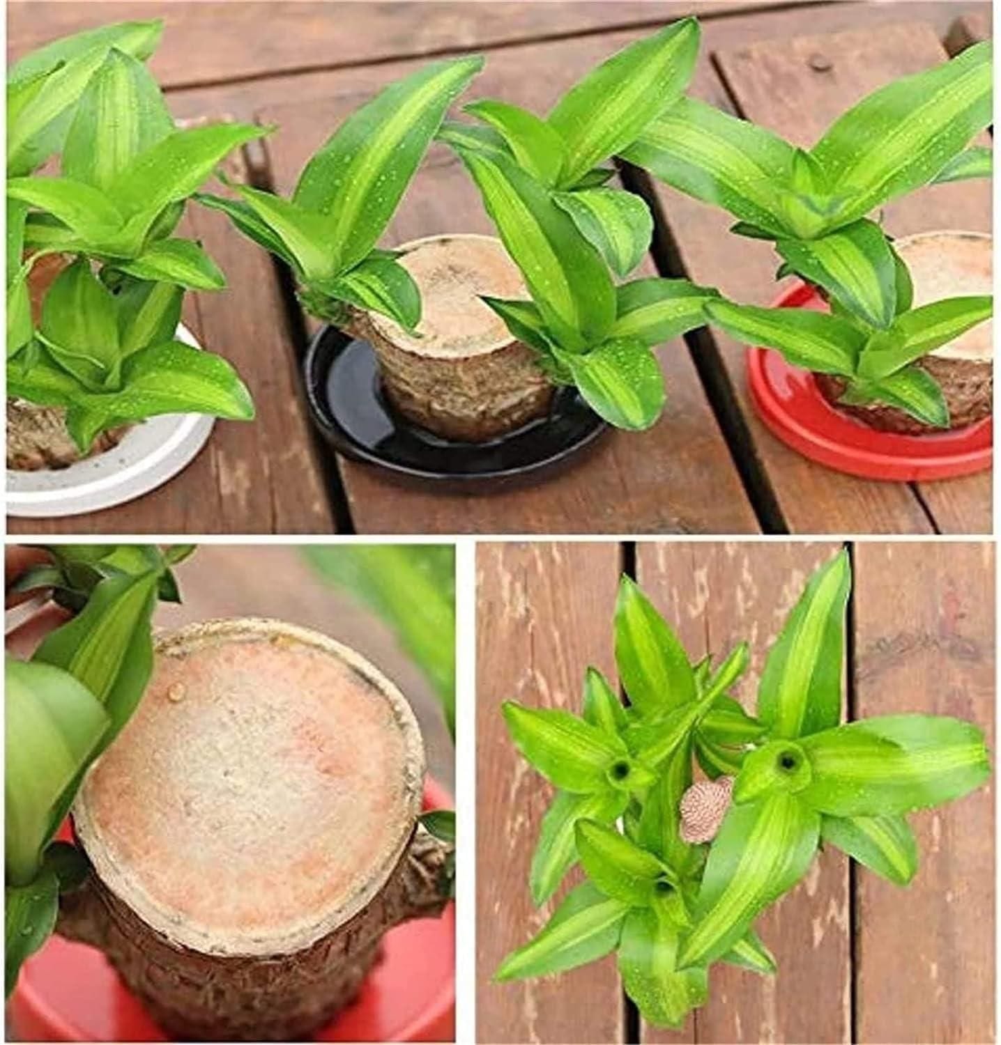 BlessLeaf™️ Lucky Brazil Wood Potted Plant