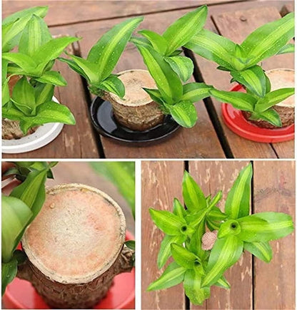 BlessLeaf™️ Lucky Brazil Wood Potted Plant