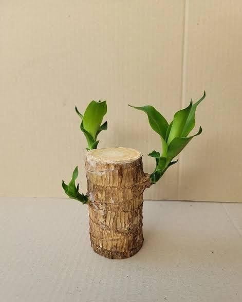 BlessLeaf™️ Lucky Brazil Wood Potted Plant