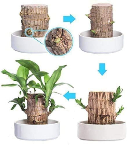 BlessLeaf™️ Lucky Brazil Wood Potted Plant